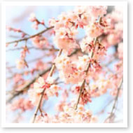 3月の写真