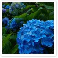 7月の写真