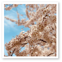 4月の写真