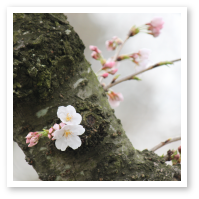 4月の写真