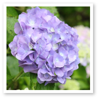 6月の写真